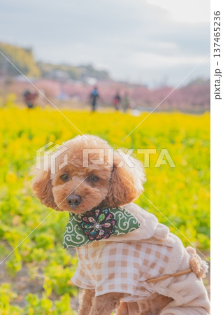 菜の花と河津桜 菜の花と河津桜 137465236