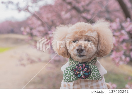 菜の花と河津桜 137465241