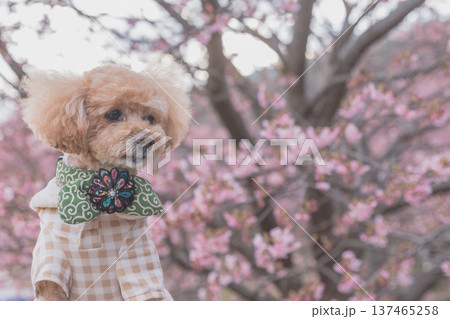 菜の花と河津桜 菜の花と河津桜 137465258