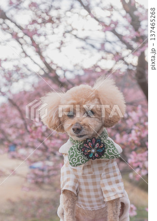 菜の花と河津桜 137465268
