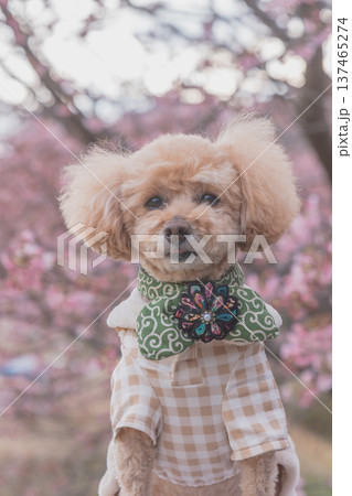 菜の花と河津桜 137465274