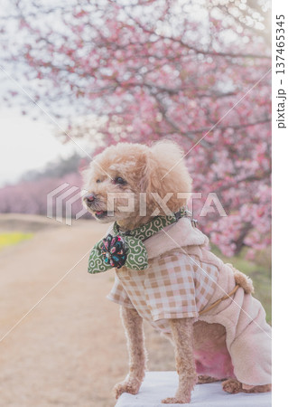 菜の花と河津桜 137465345