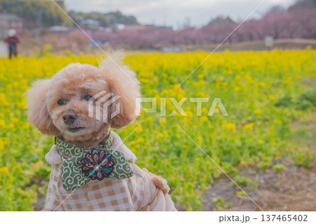 菜の花と河津桜 菜の花と河津桜 137465402