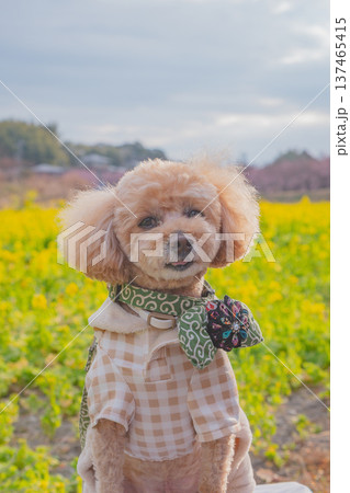 菜の花と河津桜 菜の花と河津桜 137465415
