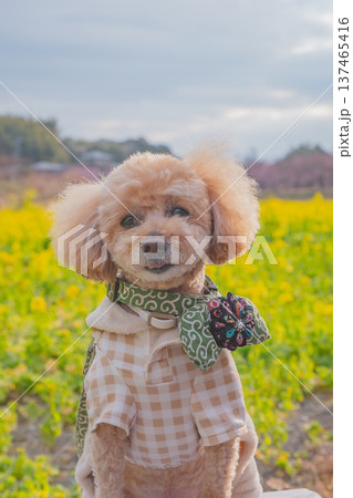 菜の花と河津桜 137465416