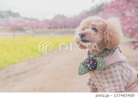 河津桜と菜の花 河津桜と菜の花 137465480