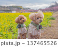 河津桜と菜の花 137465526