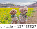 河津桜と菜の花 137465527