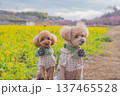 河津桜と菜の花 137465528