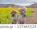 河津桜と菜の花 137465529