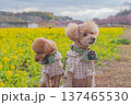 河津桜と菜の花 137465530