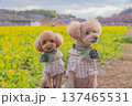 河津桜と菜の花 137465531