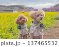 河津桜と菜の花 137465532