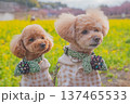 河津桜と菜の花 137465533