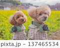 河津桜と菜の花 137465534