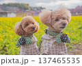 河津桜と菜の花 137465535