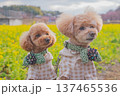 河津桜と菜の花 137465536