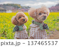 河津桜と菜の花 137465537