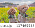 河津桜と菜の花 137465538