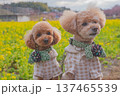 河津桜と菜の花 137465539