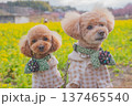 河津桜と菜の花 137465540