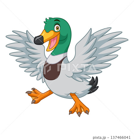 Cartoon mallard duck isolated on white background Cartoon mallard duck isolated on white background 137466041