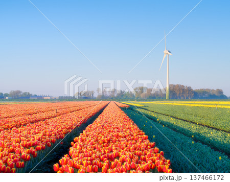 Morning view of colorful tulip rows in a rural field with wind turbines on the horizon.  137466172
