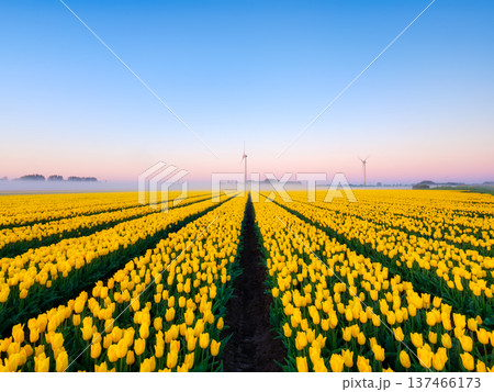 Nature photography. Scenic Dutch landscape featuring rows of blooming yellow tulips at dawn. Nature photography. Scenic Dutch landscape featuring rows of blooming yellow tulips at dawn. 137466173