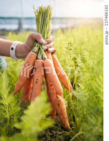 Farmer holding carrots in hand, plants at sustainable small business in agriculture and natural organic food. Person at agro greenhouse, vegetable harvest and growth in garden with eco friendly pride 137466182