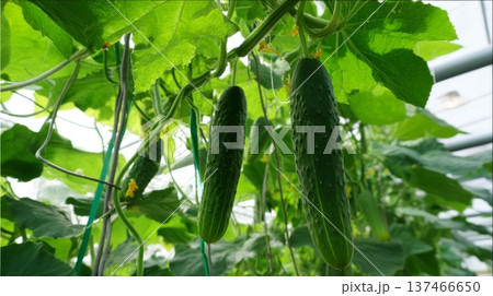 Greenhouse workers check cucumber plants with healthy leaves and growing cucumbers. Staff inspect for growth and monitor plant health near the end of the day. 137466650