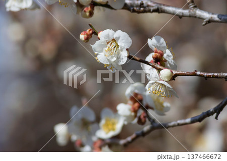 梅の花　アップ 137466672