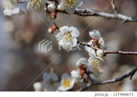 梅の花　アップ 137466673