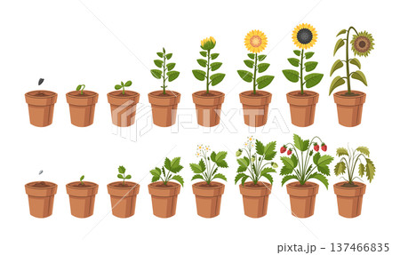 Sunflower and strawberry plant in pots growth cycle from seeds to blooming and wilting set Sunflower and strawberry plant in pots growth cycle from seeds to blooming and wilting set 137466835