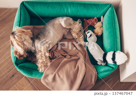 Cute Yorkshire Terrier dog sleeping on a green velvet pet bed. Cozy home atmosphere with soft blanket. Pet comfort, domestic animal, indoor relaxation Cute Yorkshire Terrier dog sleeping on a green velvet pet bed. Cozy home atmosphere with soft blanket. Pet comfort, domestic animal, indoor relaxation 137467047