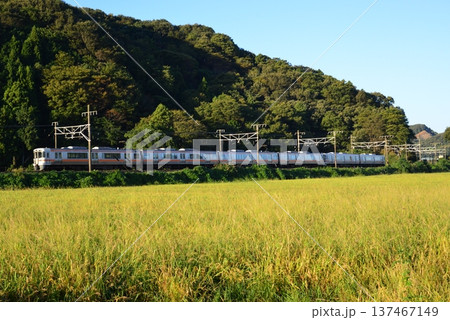 秋空の下、稲穂が実る田園を走るJR東海313系電車 137467149