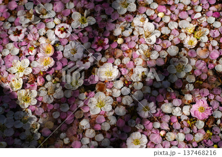 いなべ農業公園梅園 137468216