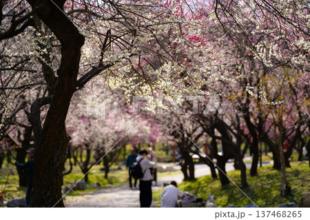 いなべ農業公園梅園 いなべ農業公園梅園 137468265