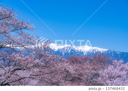 【桜素材】大草城址公園から見る桜と残雪の中央アルプス【長野県】 137468432