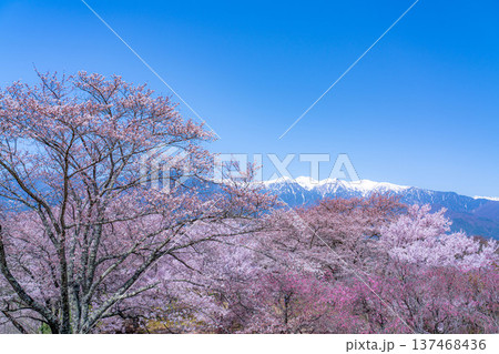 【桜素材】大草城址公園から見る桜と残雪の中央アルプス【長野県】 【桜素材】大草城址公園から見る桜と残雪の中央アルプス【長野県】 137468436