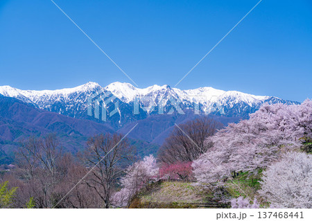 【桜素材】大草城址公園から見る桜と残雪の中央アルプス【長野県】 137468441