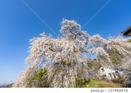 【桜素材】朝日を浴びる麻績の里の石塚桜【長野県】 137468478