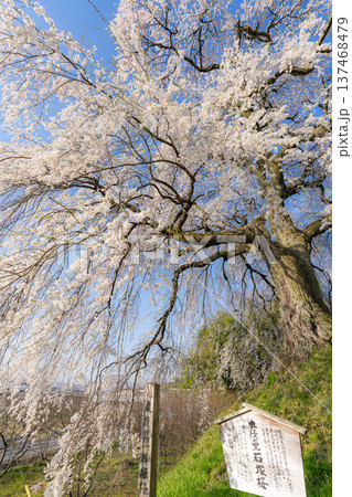 【桜素材】朝日を浴びる麻績の里の石塚桜【長野県】 【桜素材】朝日を浴びる麻績の里の石塚桜【長野県】 137468479