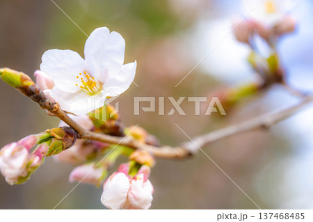 【桜素材】朝日を浴びる麻績の里の石塚桜【長野県】 【桜素材】朝日を浴びる麻績の里の石塚桜【長野県】 137468485