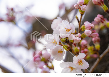 【桜素材】朝日を浴びる麻績の里の石塚桜【長野県】 137468486