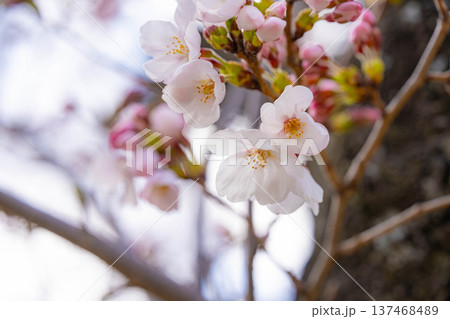 【桜素材】朝日を浴びる麻績の里の石塚桜【長野県】 137468489
