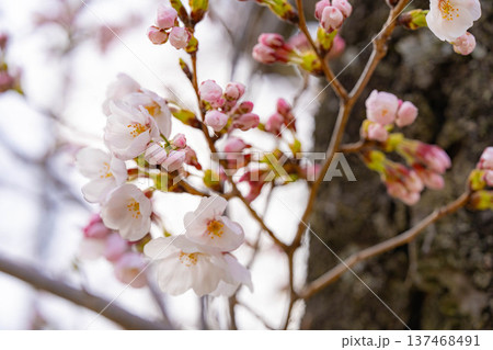 【桜素材】朝日を浴びる麻績の里の石塚桜【長野県】 【桜素材】朝日を浴びる麻績の里の石塚桜【長野県】 137468491