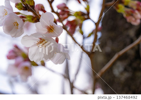 【桜素材】朝日を浴びる麻績の里の石塚桜【長野県】 137468492