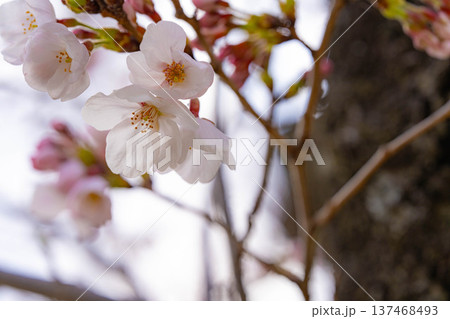 【桜素材】朝日を浴びる麻績の里の石塚桜【長野県】 137468493