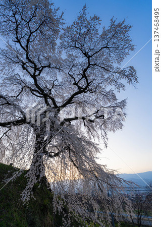 【桜素材】朝日を浴びる麻績の里の石塚桜【長野県】 【桜素材】朝日を浴びる麻績の里の石塚桜【長野県】 137468495