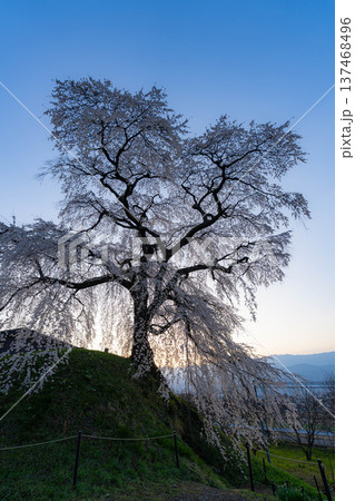 【桜素材】朝日を浴びる麻績の里の石塚桜【長野県】 【桜素材】朝日を浴びる麻績の里の石塚桜【長野県】 137468496